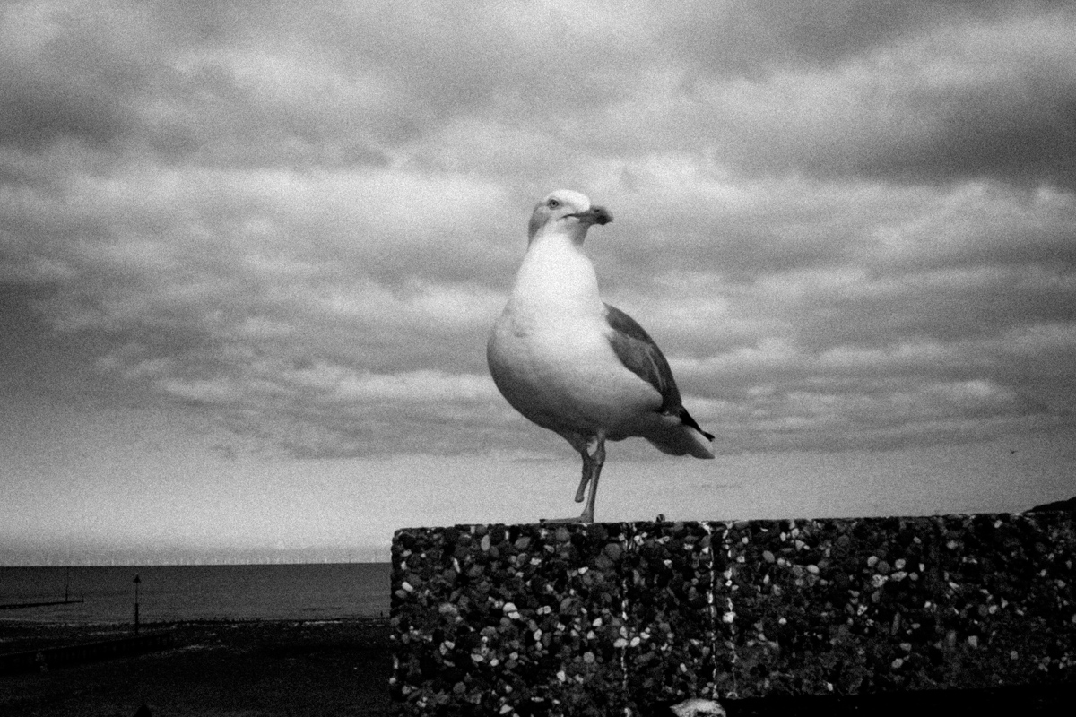 One Legged Seagull, Llandudno, 2016.
